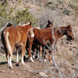 Horses on Saddle Mountain in the Mazatzal Wilderness phm0312ge 5 lg
