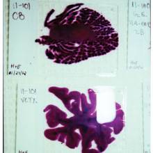 phm0412 du9 md