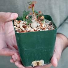 the true species that produces frankincense; a Boswellia nana seedling phm0512pfphxnews 2 md
