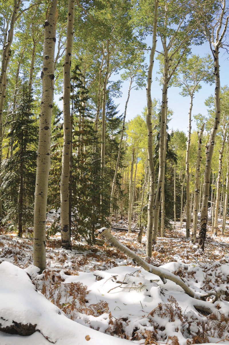 Kachina Trail