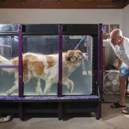 Photo by Michael Woodall Canine Physical Rehabilitation of the Southwest phm1112 pets13 lg