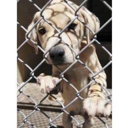 Photo by Mare Czinar phm1112 pets15 lg