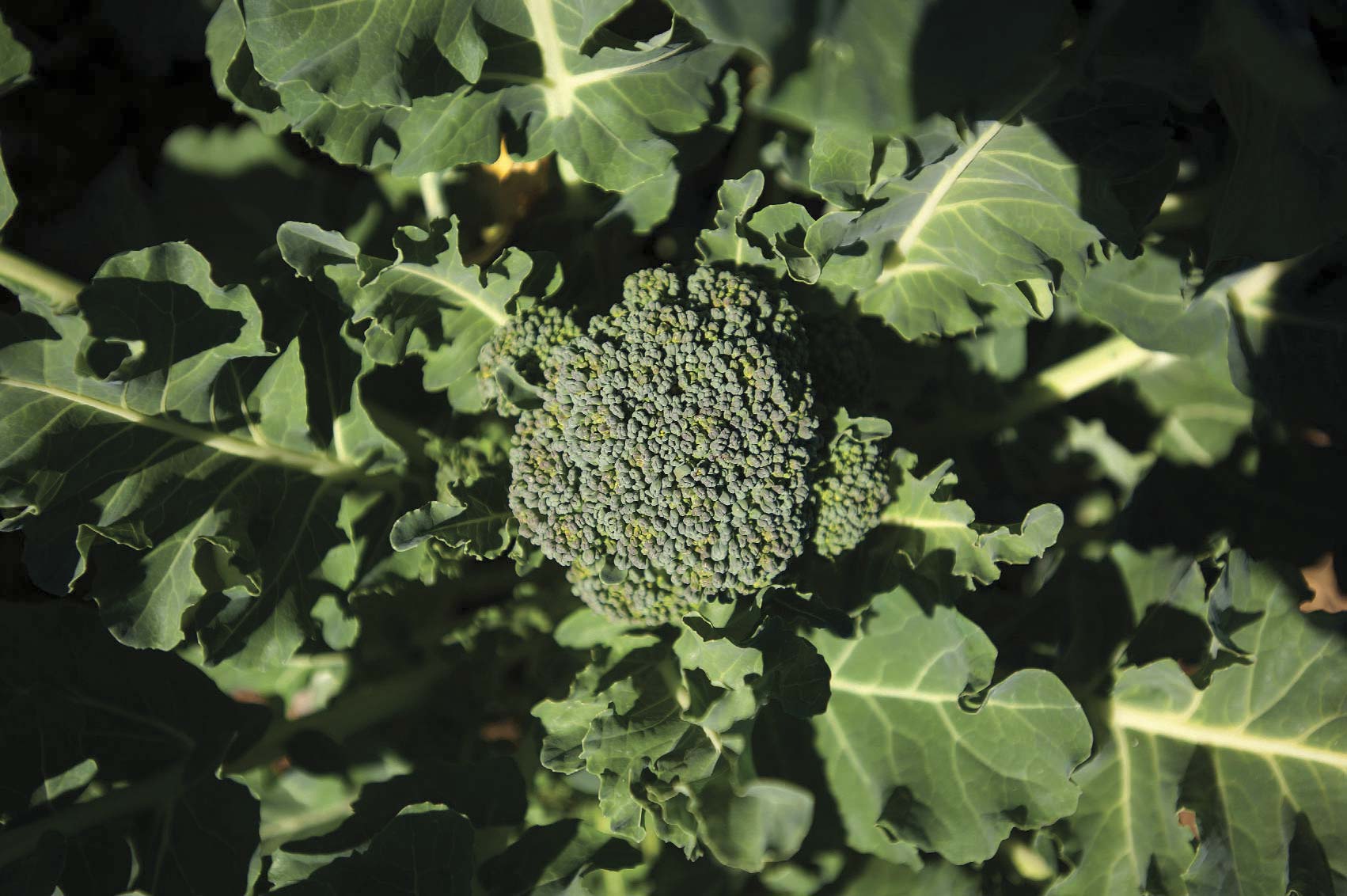 UrbanFarms11