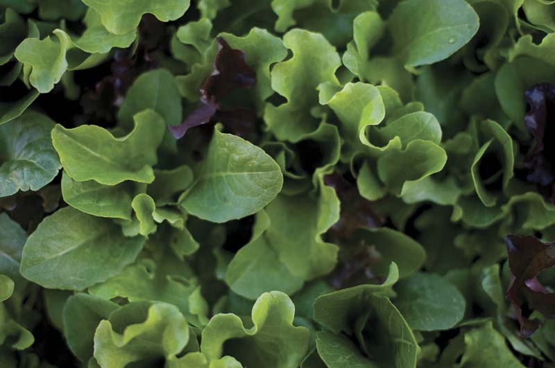 UrbanFarms4