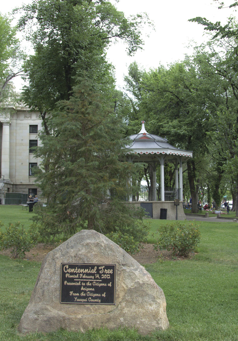 Courthouse Plaza Centennial Tree