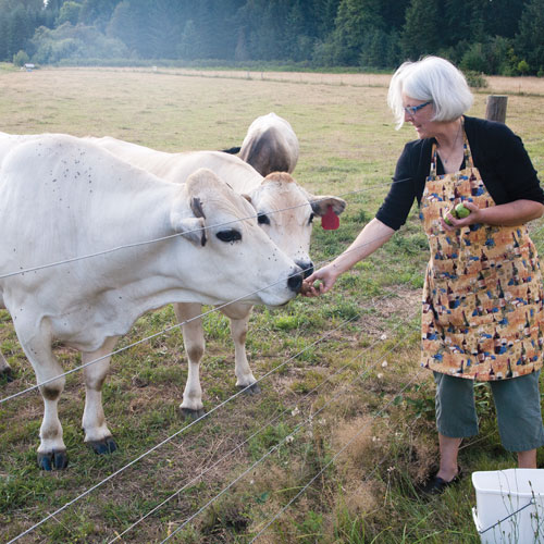 photo by Craig Outhier; Coastal Mountain Sport Haus owner Sandy Crinklaw hand-feeds her prize Piedmont cattle
