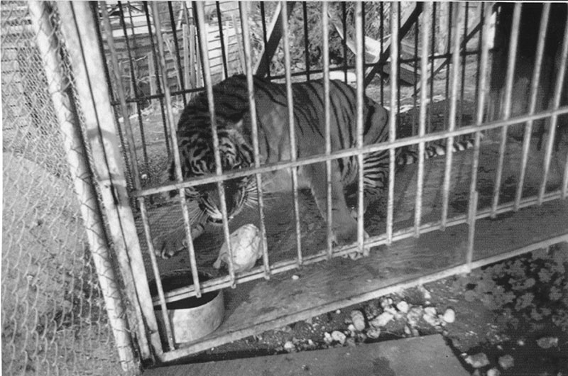 Jan-Gavagan-Tiger