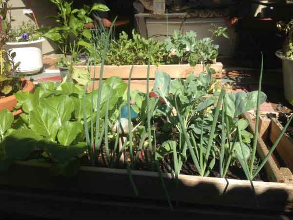 https://www.phoenixmag.com/wp-content/uploads/2015/09/fallplantsINTEXT.jpg