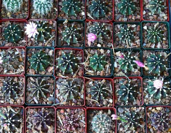 https://www.phoenixmag.com/wp-content/uploads/2015/10/digitcacti1.jpg