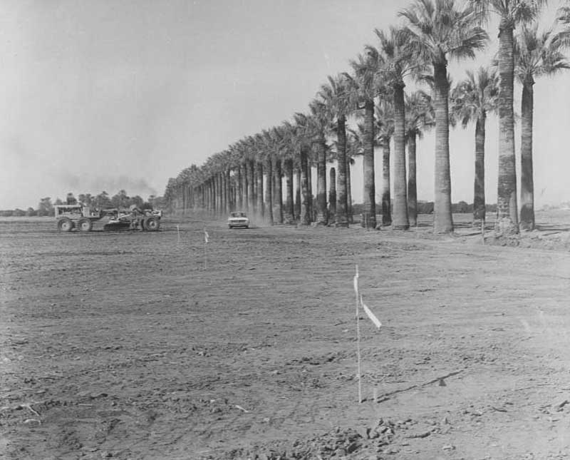GCC_original-palms