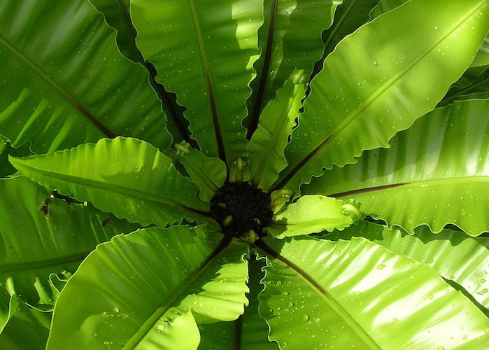 Birds Nest Fern. Photo courtesy Wikimedia Commons.