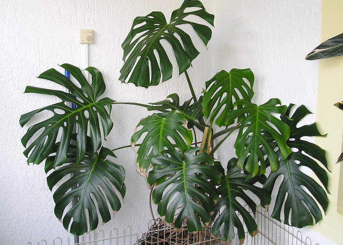 Monstera Deliciosa. Photo courtesy Wikimedia Commons.