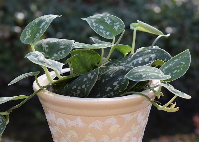 Philodendron. Photo courtesy Pixabay.