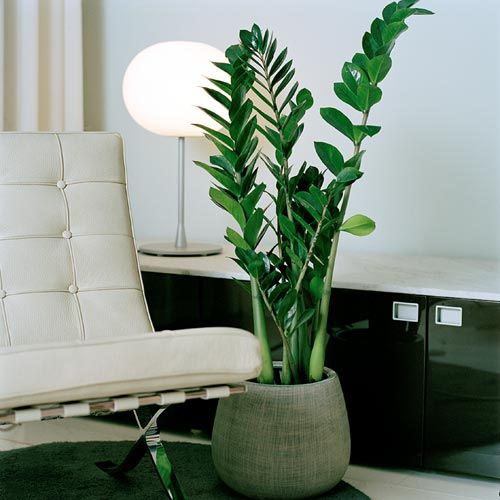Zamioculcas Zamiifolia. Photo courtesy Wikimedia Commons.