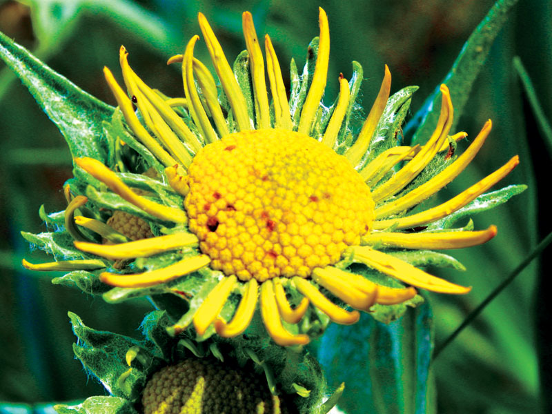 Blooming summer plants on the trail