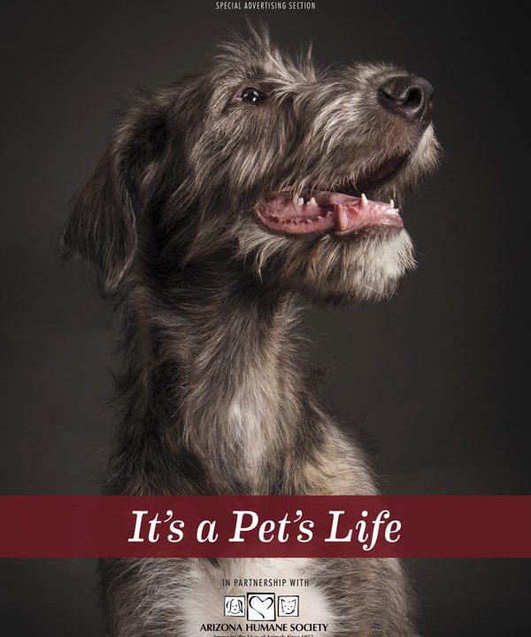 https://www.phoenixmag.com/wp-content/uploads/2017/10/PHM1017SAS-ItsAPetsLife-600x720.jpg