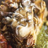 Seared Mushroom Cap