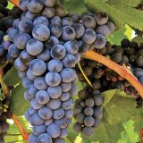 Pav on Juice: The Joy of Tannat