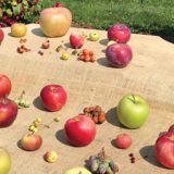 Pav on Juice: High-Country Cider