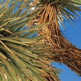 24 Hours in Joshua Tree