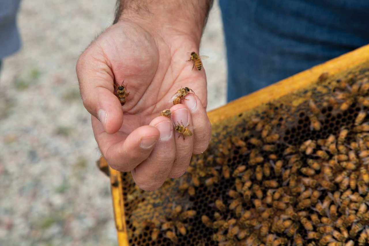 https://www.phoenixmag.com/wp-content/uploads/2019/02/phx_mar_hives-1280x854.jpg