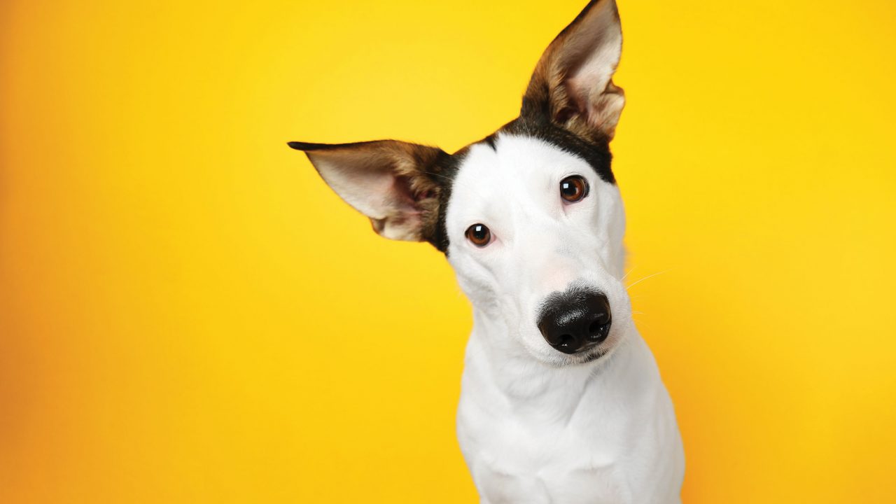 https://www.phoenixmag.com/wp-content/uploads/2019/05/CoverDOG-1280x720.jpg
