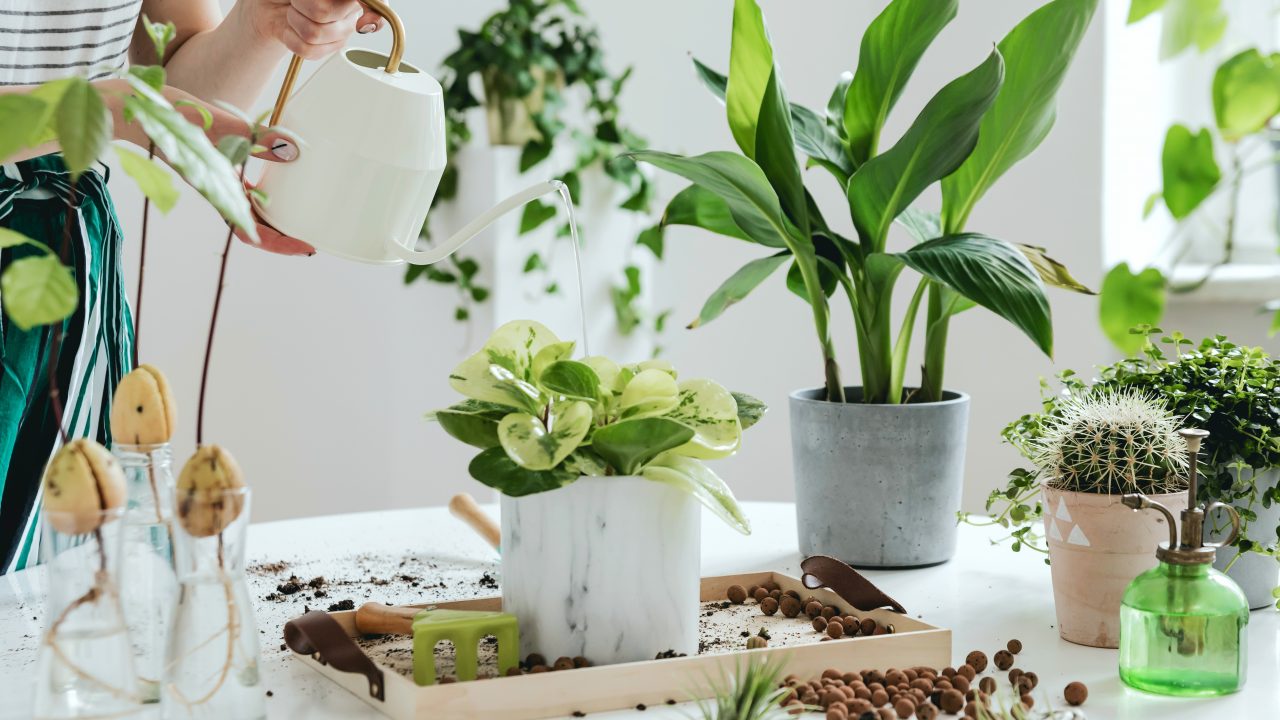 https://www.phoenixmag.com/wp-content/uploads/2020/03/AdobeStock_297291798-1280x720.jpeg