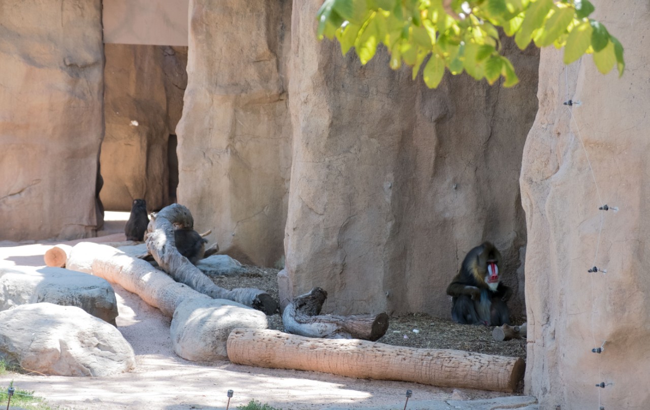 Primates, who are particularly sociable, have taken the closure especially hard. Like Jax here, who misses the attention from guests, and sticks close to the window, hoping for people to see him.