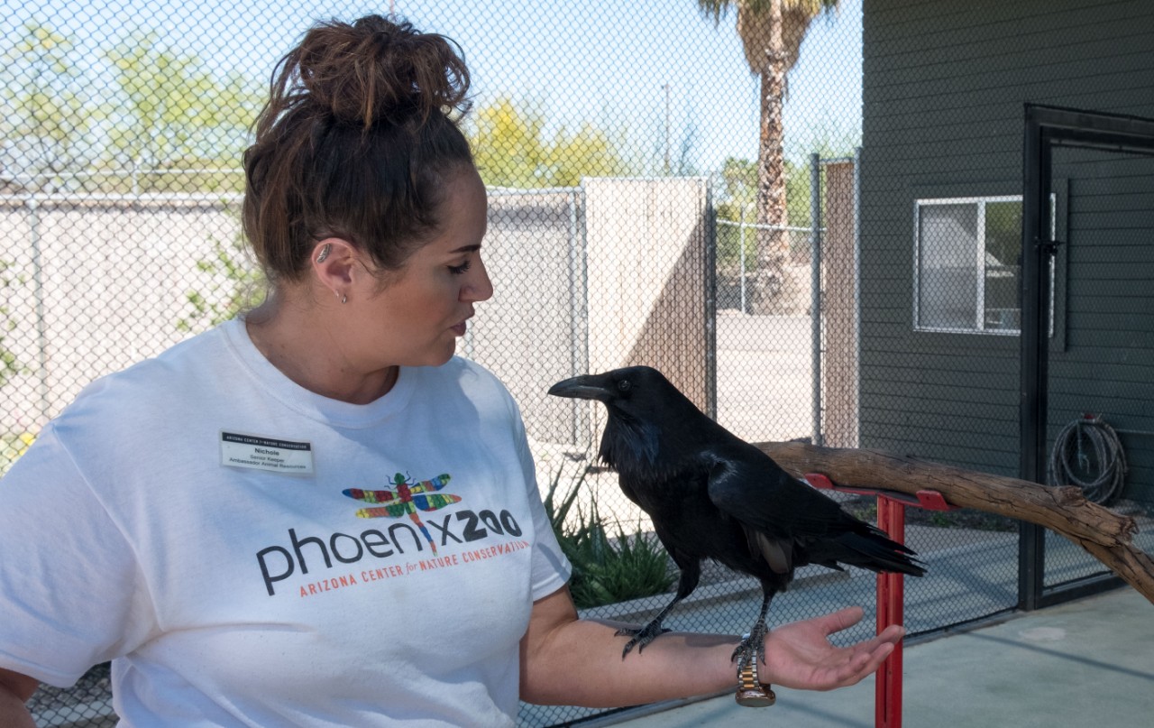Nichole Grosser, keeper, interacts with Odin, also an animal ambassador, to keep him cheerful and fit for his next close-up.