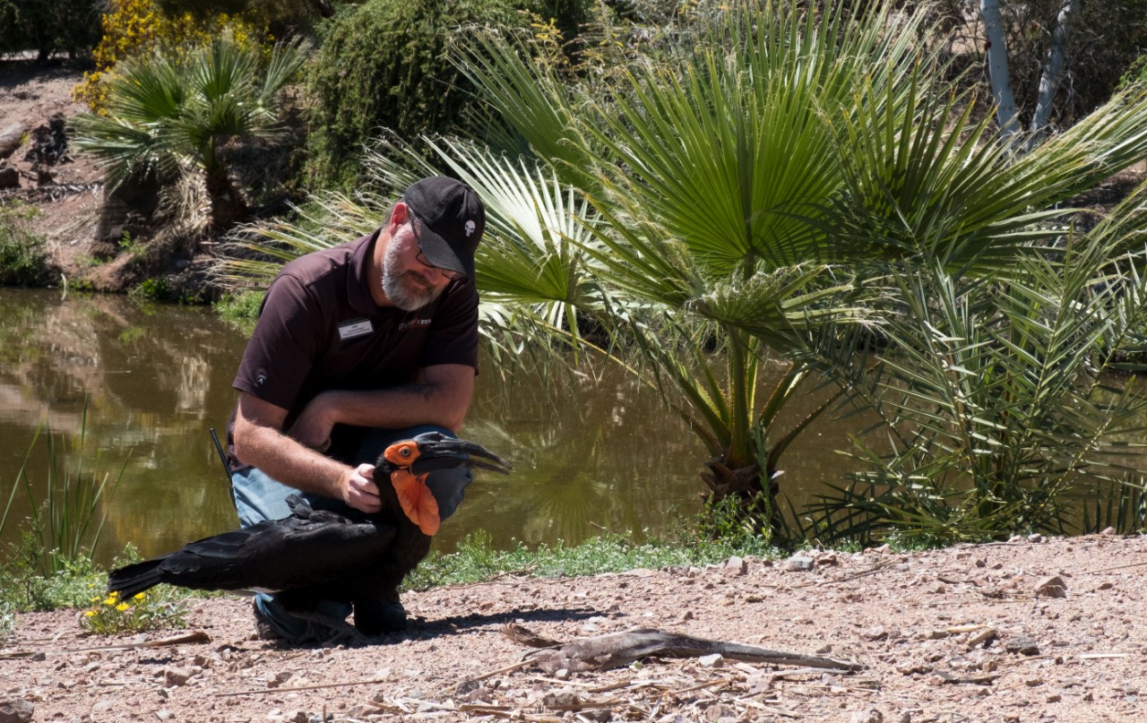 This southern ground hornbill named Aja is what the zoo staffers call an “animal ambassador,