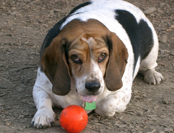https://www.phoenixmag.com/wp-content/uploads/2020/10/Beagle_745.jpg