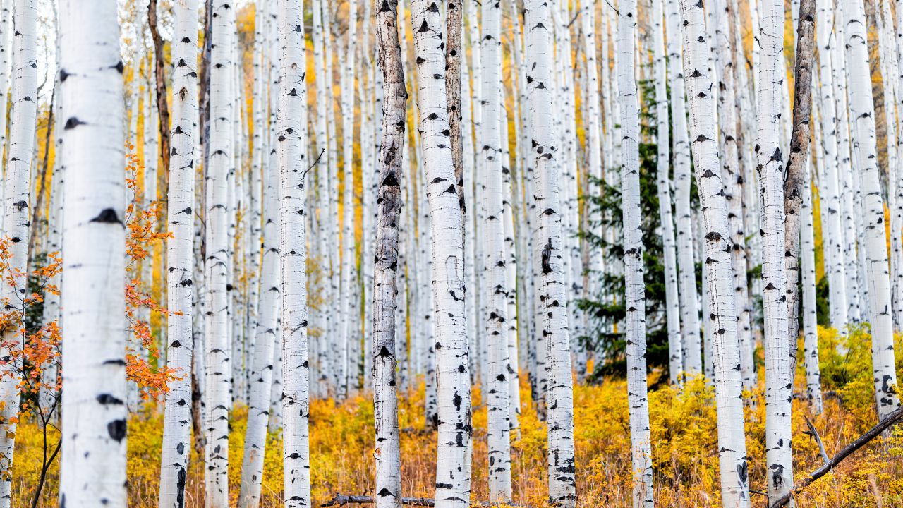 https://www.phoenixmag.com/wp-content/uploads/2021/01/AdobeStock_303927443-1280x720.jpeg