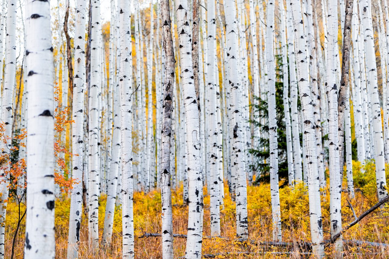 https://www.phoenixmag.com/wp-content/uploads/2021/01/AdobeStock_303927443-1280x854.jpeg