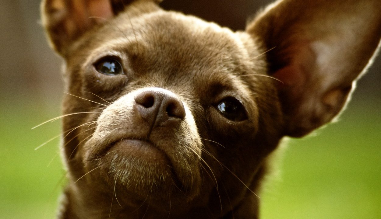 https://www.phoenixmag.com/wp-content/uploads/2021/04/Chihuahua_Dog_001-1251x720.jpg