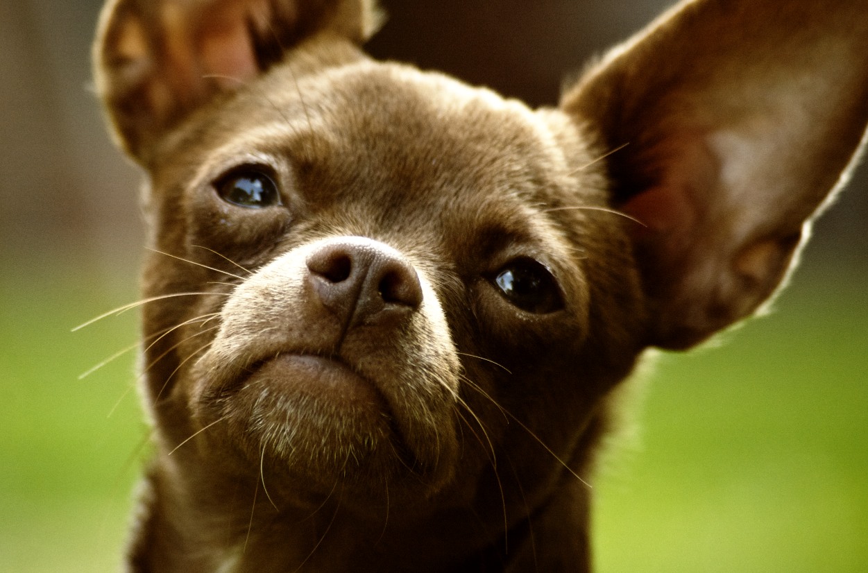 https://www.phoenixmag.com/wp-content/uploads/2021/04/Chihuahua_Dog_001.jpg