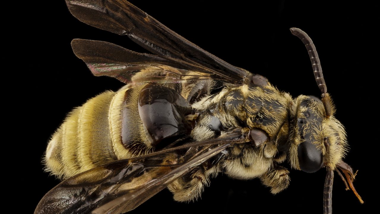 https://www.phoenixmag.com/wp-content/uploads/2021/04/Paranomada_velutina_Wikimedia-Commons-1280x720.jpg