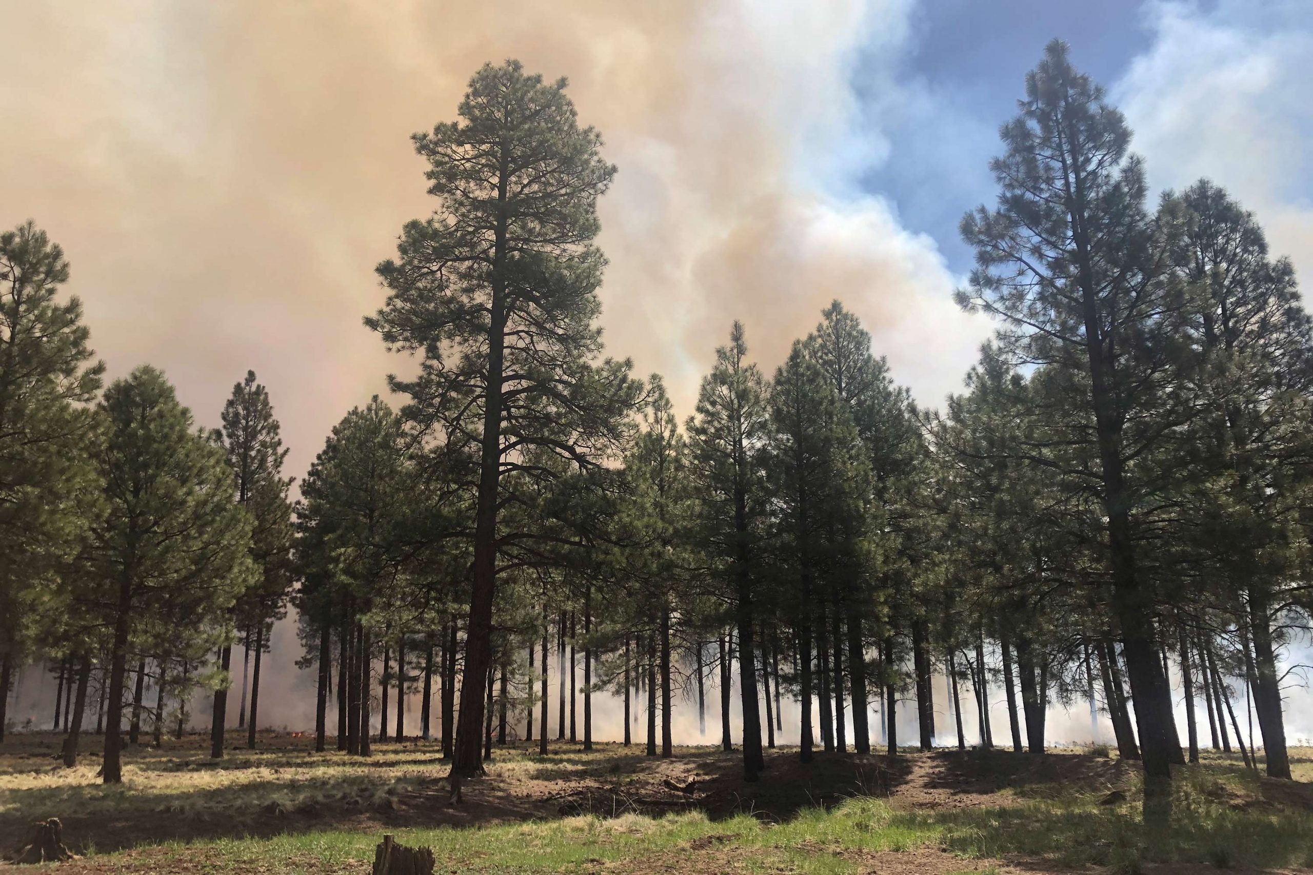 A prescribed burn in the Coconino National Forest. Photo courtesy Matt McGrath/CoconinoNF