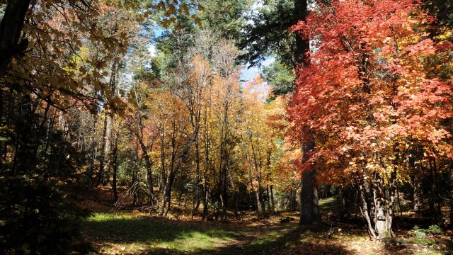Barbershop Trail Hike in the Coconino National Forest