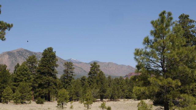 Hike the Campbell Mesa Trails in Flagstaff