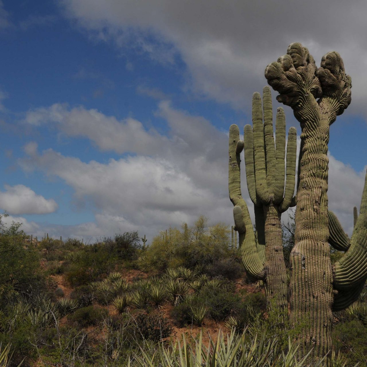 Coyote Canyon In McDowell Sonoran Preserve