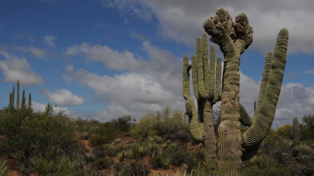 Coyote Canyon In McDowell Sonoran Preserve