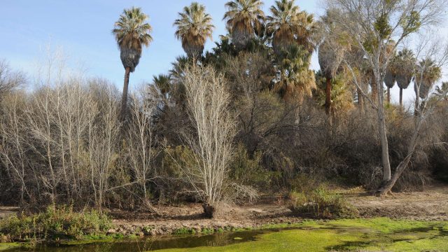 Hike Along Hassayampa River Preserve in Wickenburg