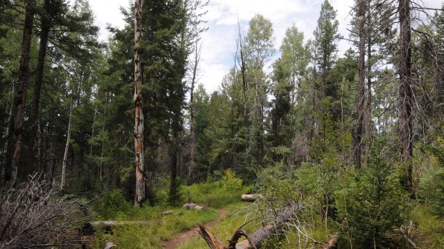 Hiking the Indian Springs Trail in Apache-Sitgreaves National Forest