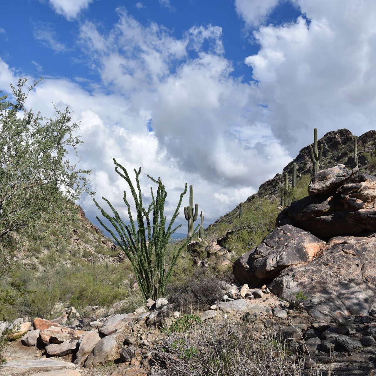 Hike Kiwanis Trail at South Mountain Park