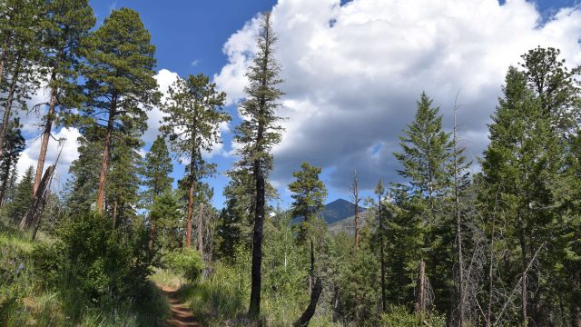 Hike the Little Elden Trail to Schultz Tank in Flagstaff