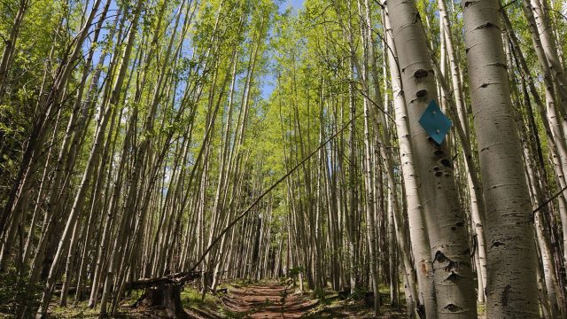 Hike the Pole Knoll Trails in Apache-Sitgreaves National Forest