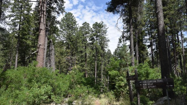 See Spring & See Canyon Hikes in the Tonto National Forest