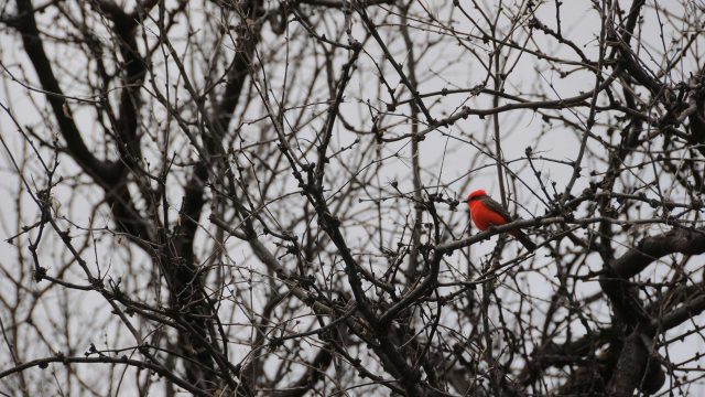 Hiking in the Sonoita Creek State Natural Area in Patagonia