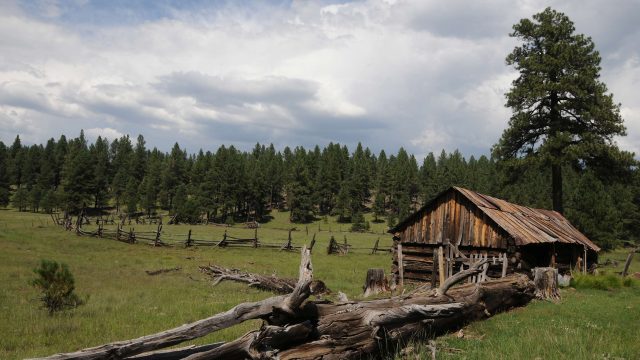 Sunflower Flat & J.D. Cabin Hikes in the Kaibab National Forest