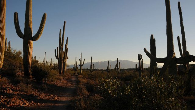 Sweetwater Preserve Hike in Tucson